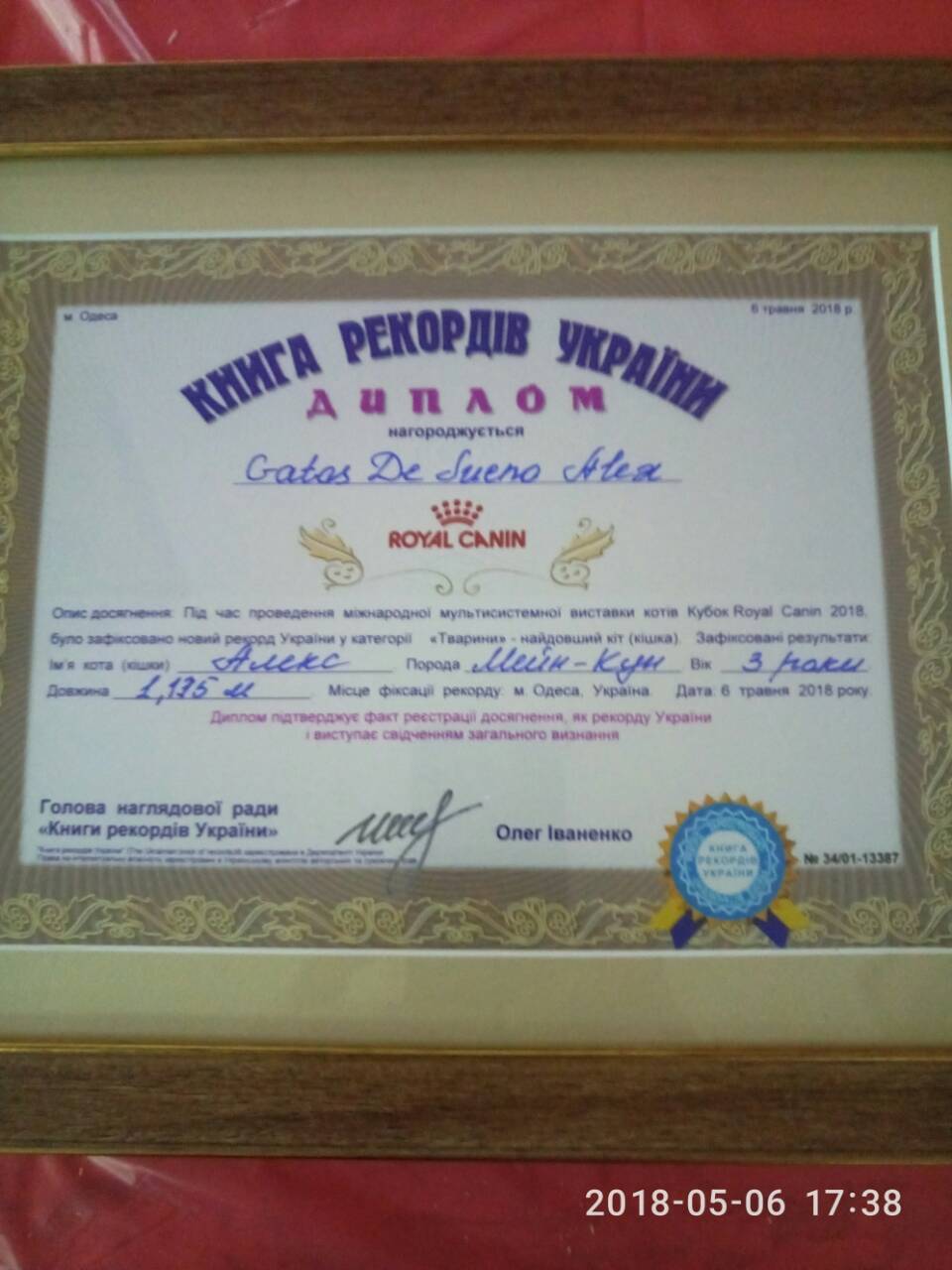 В Одесі в книгу рекордів України внесли самого довгого кота (фото)